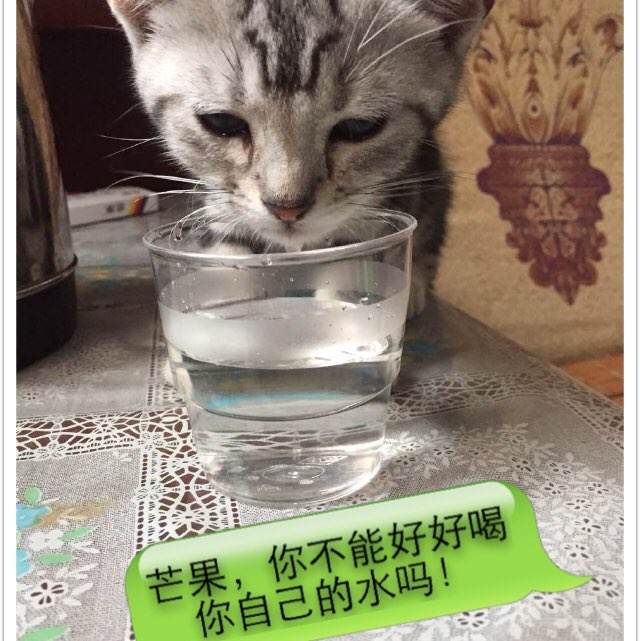 新西兰国立西部理工学院文凭毕业证怎么买假的